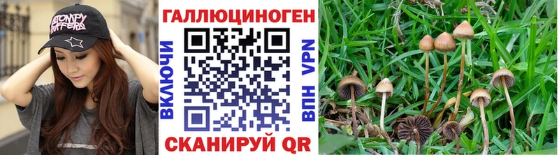 Галлюциногенные грибы Psilocybine cubensis  Каспийск 